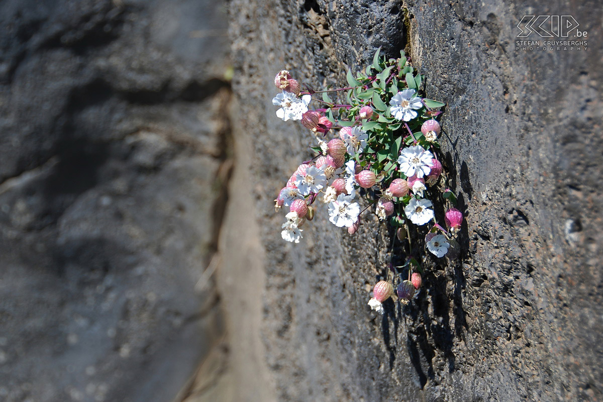 Naar Þórsmörk - Eenbloemige silene Ondanks de soms barre omstandigheden groeien er toch heel wat bloemen op de kale vlaktes of tussen de rotsen. De eenbloemige silene (silene maritma) staat in juli mooi in bloei. Stefan Cruysberghs